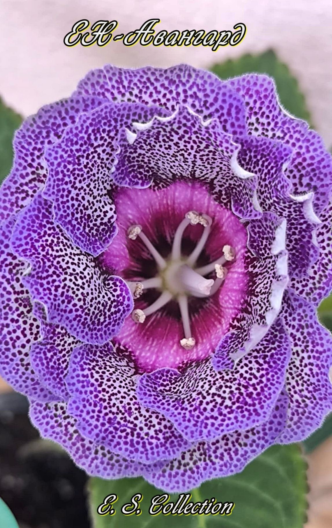 Глоксиния ЕН-Авангард