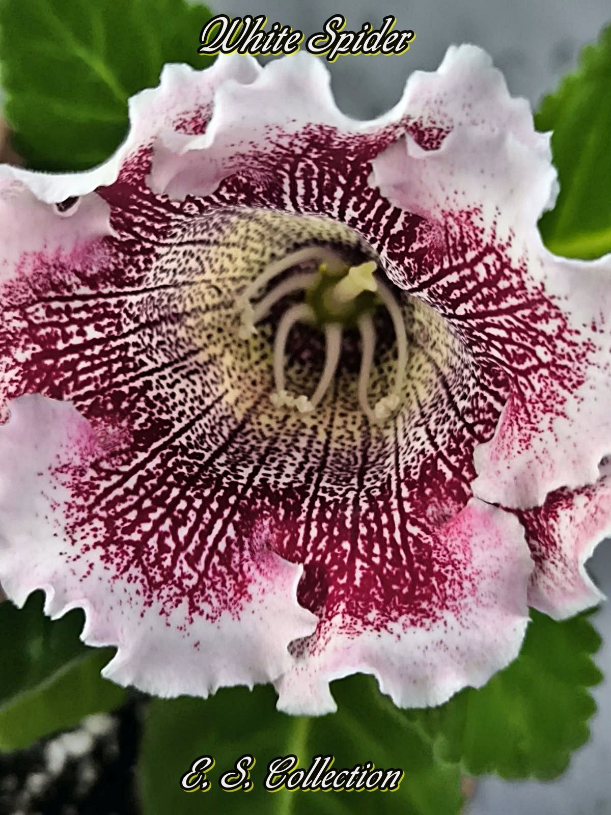 Глоксиния White Spider