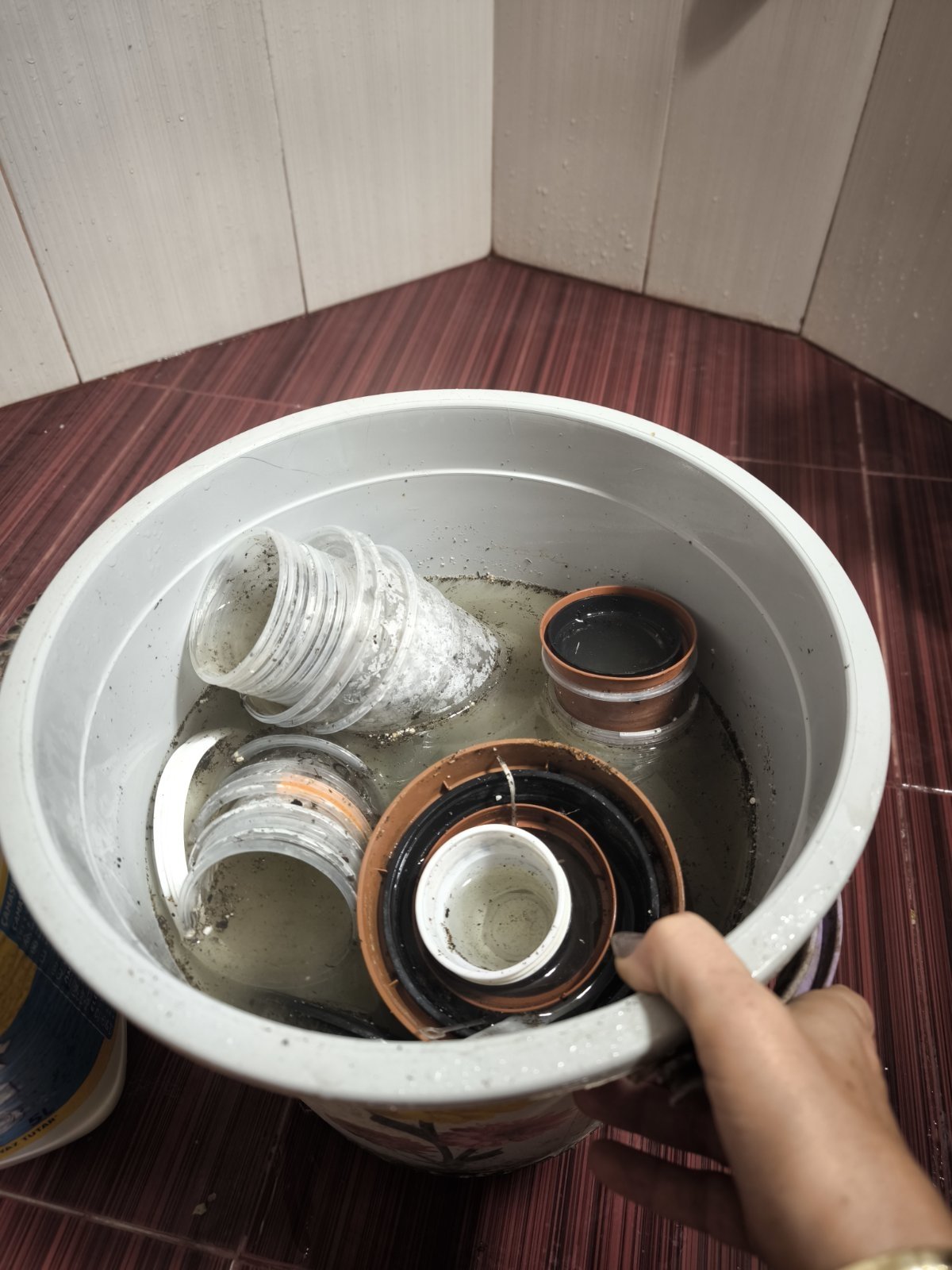 Съвети за отглеждане и размножаване на сентполии