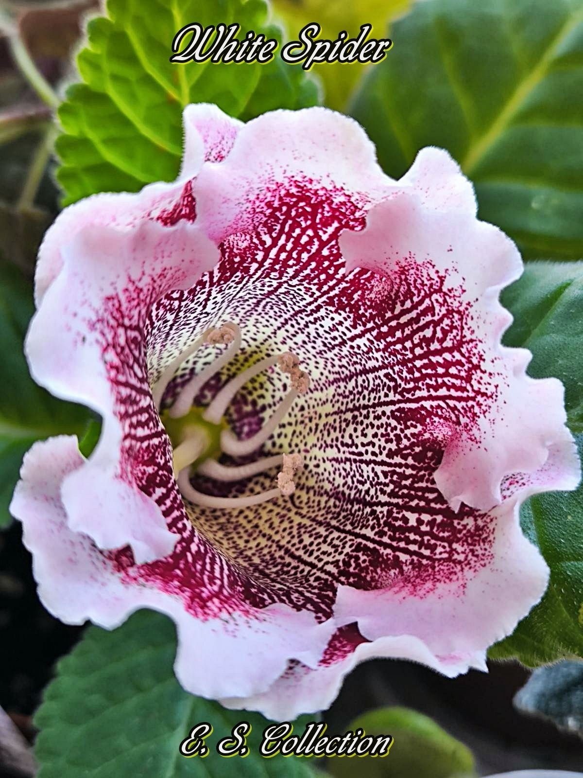 Глоксиния White Spider