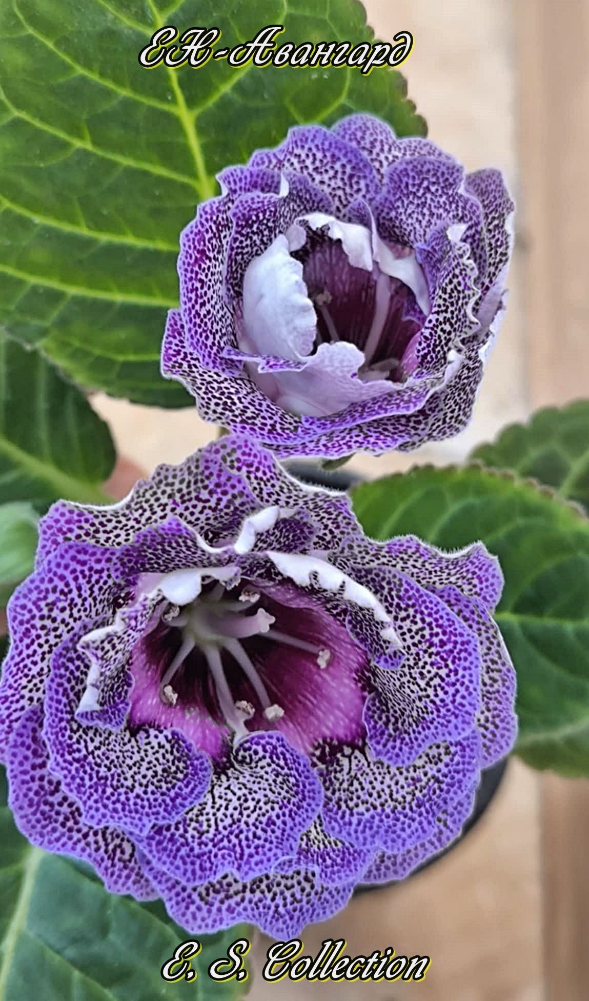 Глоксиния ЕН-Авангард