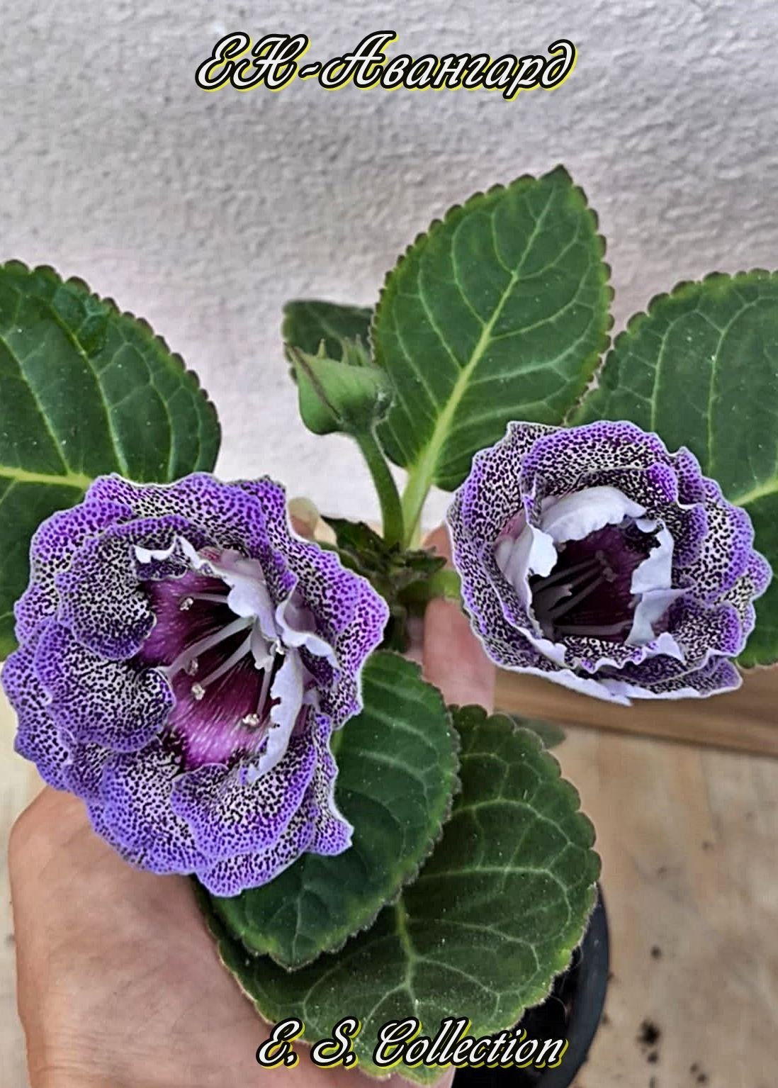 Глоксиния ЕН-Авангард