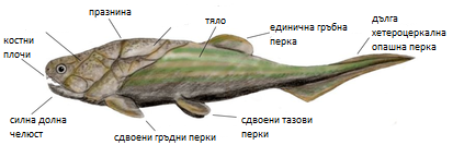 Клас Панцерни риби