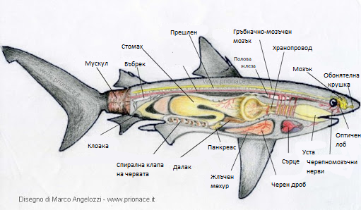 Клас Хрущялни