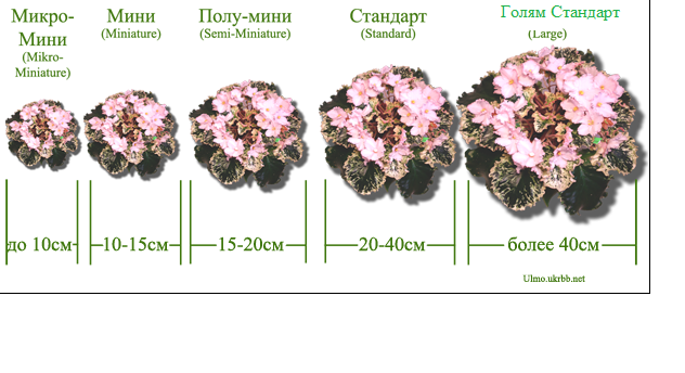 Фиалки Название Сортов И Фото Описание