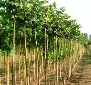 Липа - разсад фиданки, (Tilia tomentosa)