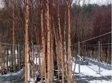 Бяла бреза, (Betula pendula), Разсад Фиданки
