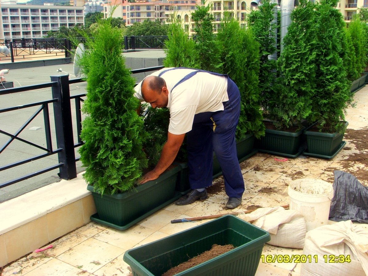 Западна Туя Фастигиата, /Thuja occidentalis Fastigiata/