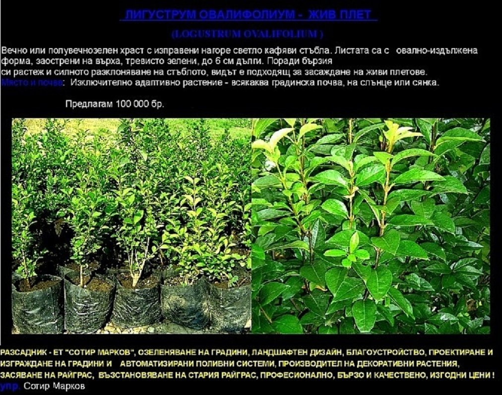 Лоигуструм за жив плет, (Ligustrum ovalifolium)