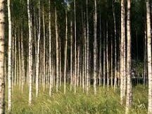 Бяла бреза, (Betula pendula), Разсад Фиданки