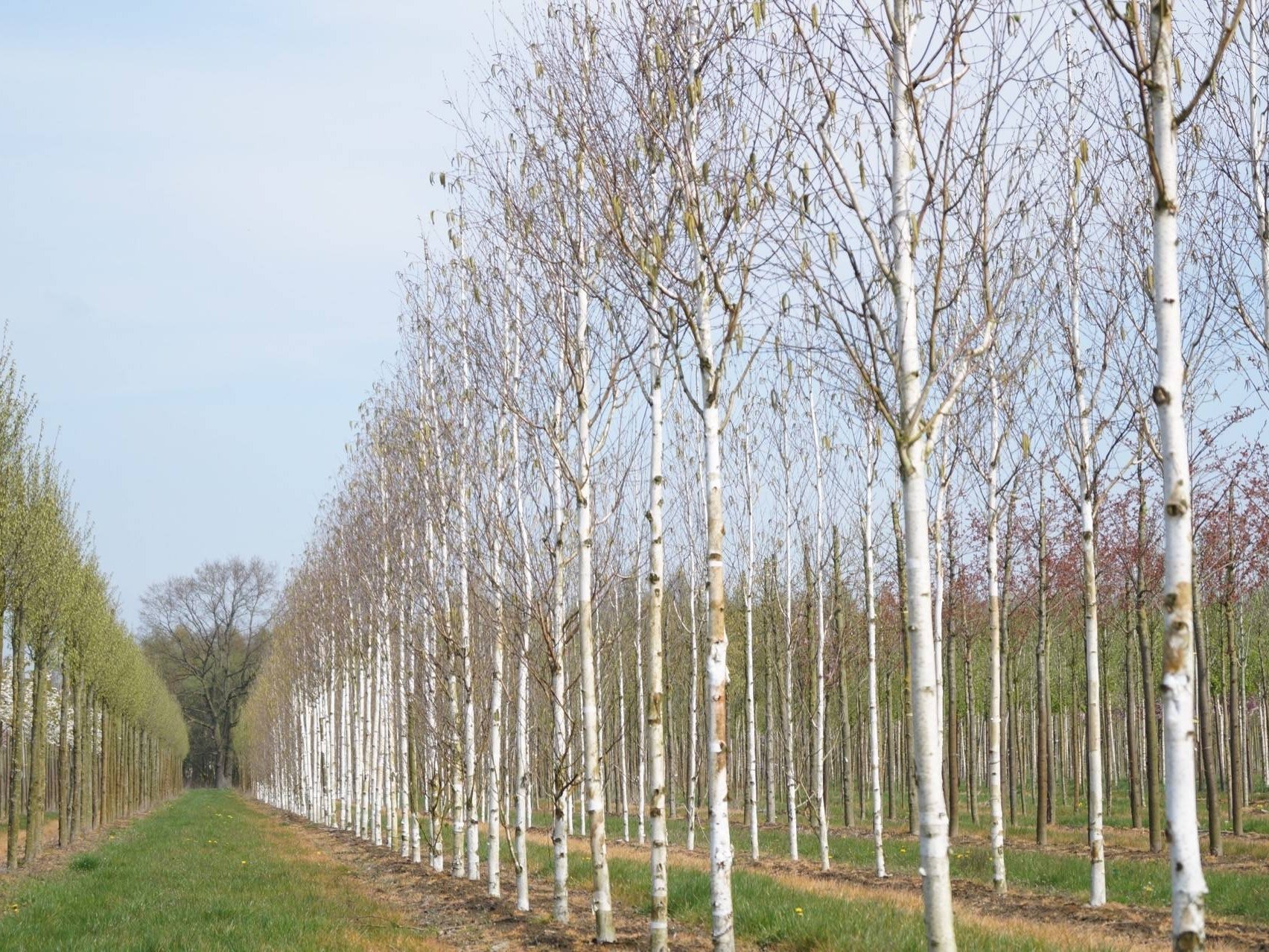 Бяла бреза, (Betula pendula), Разсад Фиданки