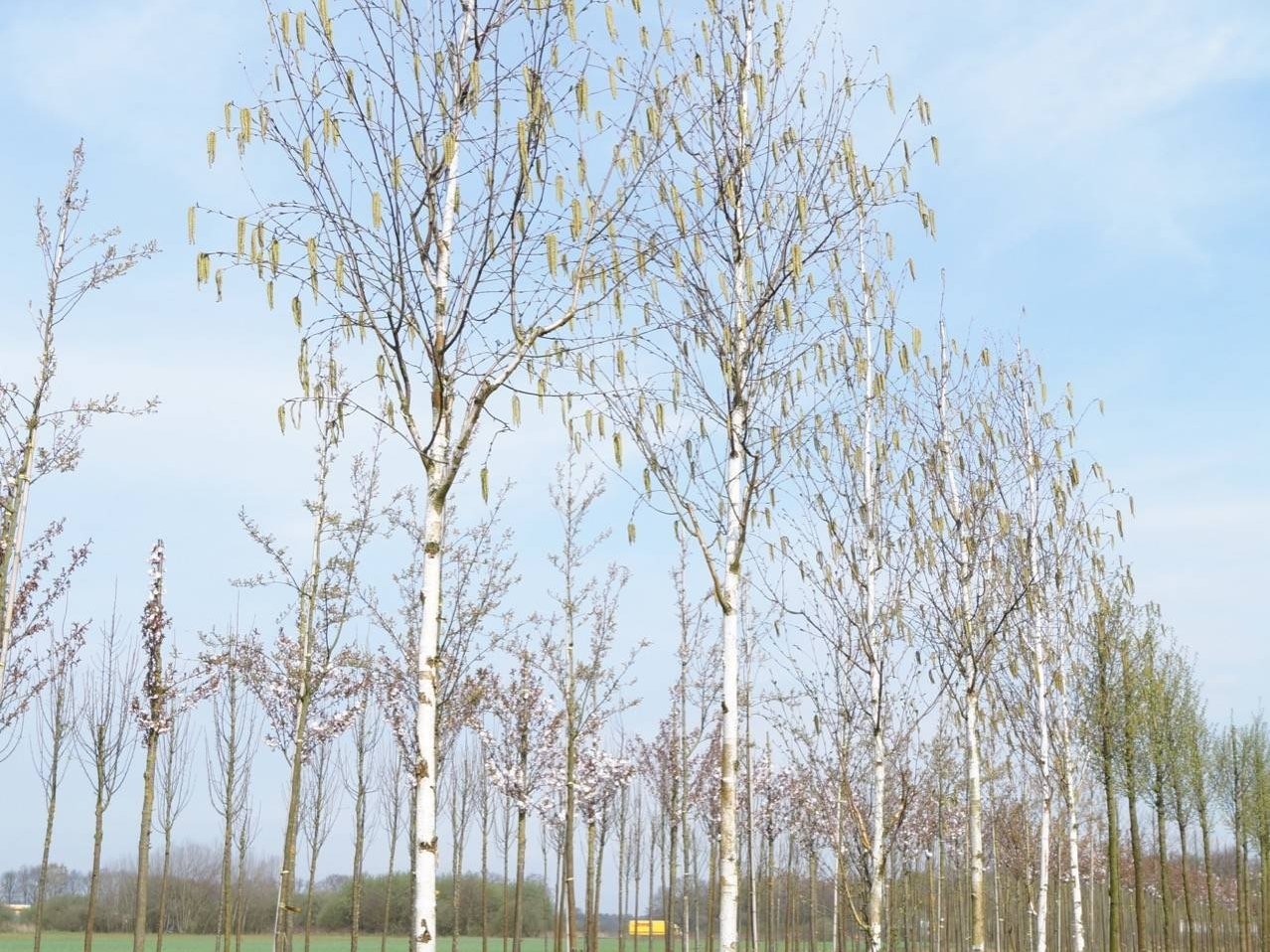 Бяла бреза, (Betula pendula), Разсад Фиданки