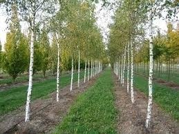 Бяла бреза, (Betula pendula), Разсад Фиданки