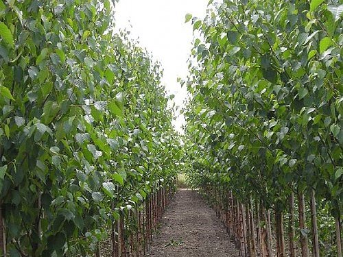 Бяла бреза, (Betula pendula), Разсад Фиданки