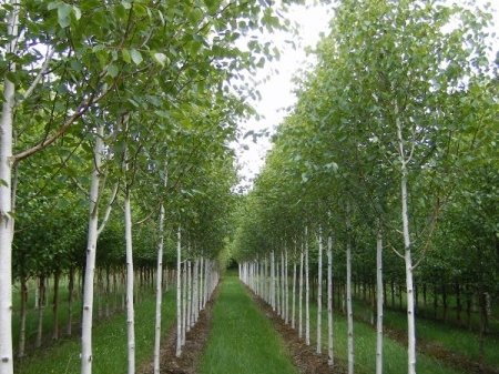 Бяла бреза, (Betula pendula), Разсад Фиданки
