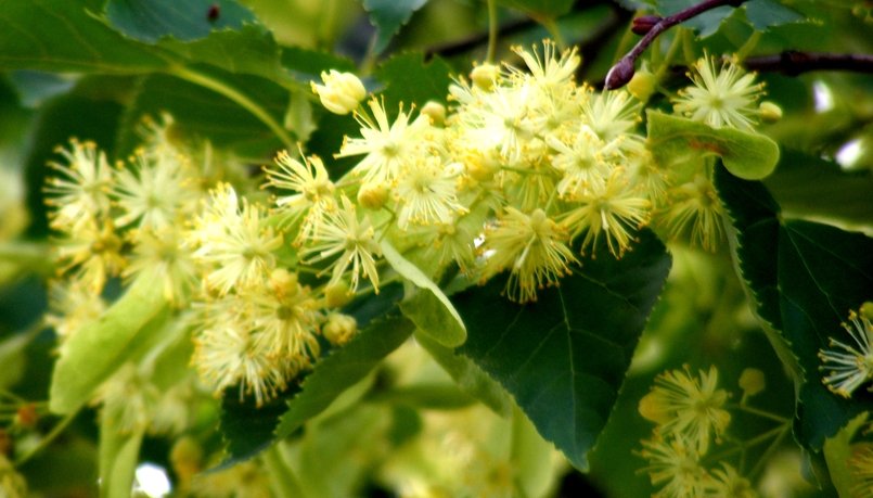Липа - разсад фиданки, (Tilia tomentosa)