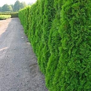 ЖИВ ПЛЕТ, ОТ ИЗТОЧНА ТУЯ (Thuja Orientalis Pyramidalis)