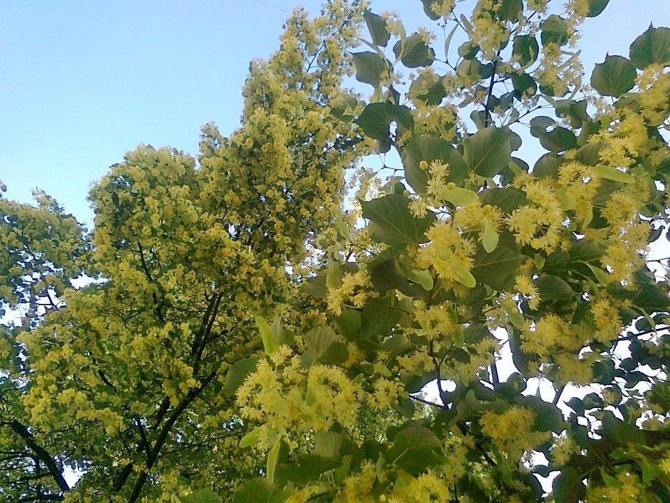 Липа - разсад фиданки, (Tilia tomentosa)