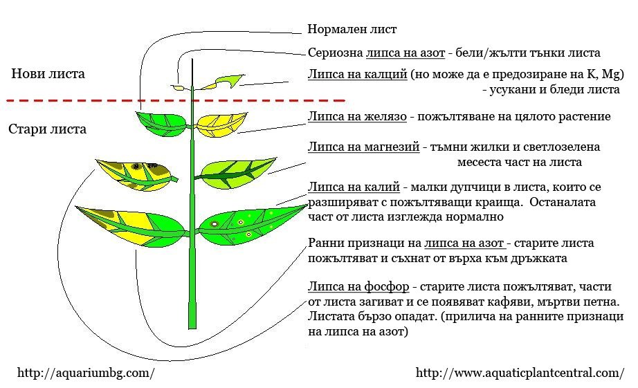 Липса или предозиране при растенията