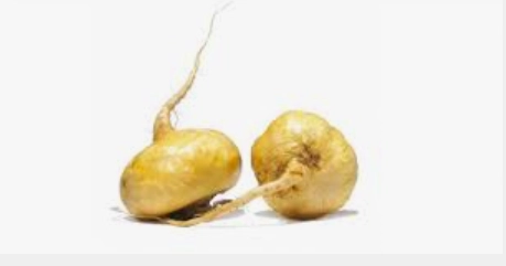 Корен на мака