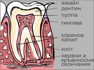 Lechenie Na Pulpit I Gangrena Na Ednokorenov Zb S Upojka Pri Nuzhda Za 99 Lv Ot D R Dzhonova