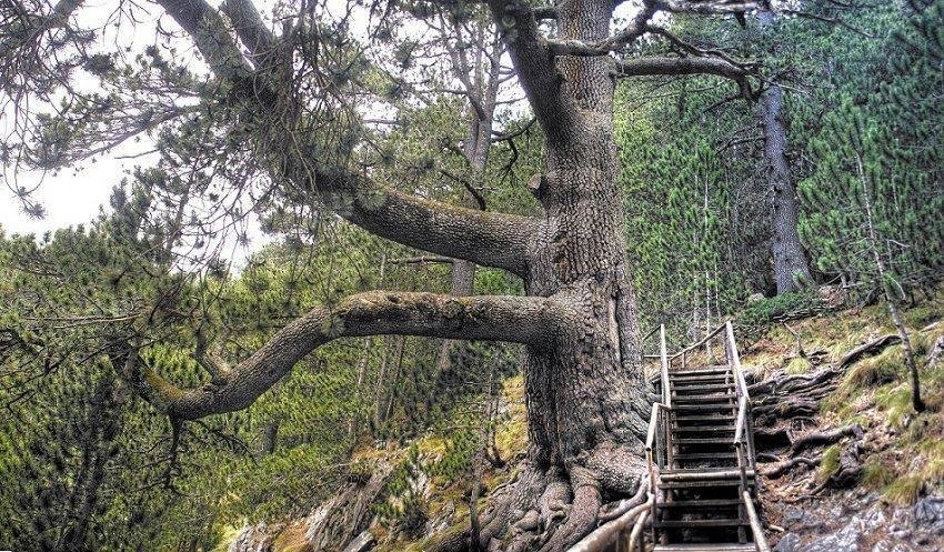 Байкушевата мура